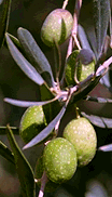 picture of olive